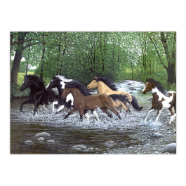 Royal & Langnickel Painting by Numbers Adult Free Spirits
